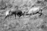 jeleń szlachetny, europejski, Cervus elaphus elaphus jeleń karpacki, rykowisko, Bieszczady, walka byków