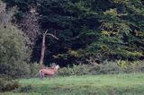 jeleń szlachetny, europejski, Cervus elaphus elaphus jeleń karpacki, rykowisko, Bieszczady, ryczący byk