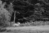 jeleń szlachetny, europejski, Cervus elaphus elaphus jeleń karpacki, rykowisko, Bieszczady, ryczący byk