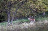 jeleń szlachetny, europejski, Cervus elaphus elaphus jeleń karpacki, rykowisko, Bieszczady, byk ryczący