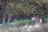 jeleń szlachetny, europejski, Cervus elaphus elaphus jeleń karpacki, rykowisko, Bieszczady, byk ryczący