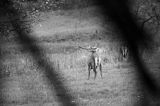 jeleń szlachetny, europejski, Cervus elaphus elaphus jeleń karpacki, rykowisko, Bieszczady, byk