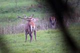 jeleń szlachetny, europejski, Cervus elaphus elaphus jeleń karpacki, rykowisko, Bieszczady, byk