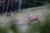 jeleń szlachetny, europejski, Cervus elaphus elaphus jeleń karpacki, rykowisko, Bieszczady, byk i łania