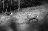jeleń szlachetny, europejski, Cervus elaphus elaphus jeleń karpacki, rykowisko, Bieszczady, byk i łania