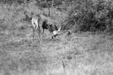 jeleń szlachetny, europejski, Cervus elaphus elaphus jeleń karpacki, rykowisko, Bieszczady, byk