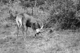 jeleń szlachetny, europejski, Cervus elaphus elaphus jeleń karpacki, rykowisko, Bieszczady, byk