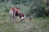 jeleń szlachetny, europejski, Cervus elaphus elaphus jeleń karpacki, rykowisko, Bieszczady, byk