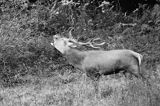 jeleń szlachetny, europejski, Cervus elaphus elaphus jeleń karpacki, rykowisko, Bieszczady, ryczący byk