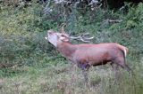 jeleń szlachetny, europejski, Cervus elaphus elaphus jeleń karpacki, rykowisko, Bieszczady, ryczący byk