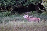 jeleń szlachetny, europejski, Cervus elaphus elaphus jeleń karpacki, rykowisko, Bieszczady, ryczący byk