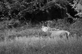 jeleń szlachetny, europejski, Cervus elaphus elaphus jeleń karpacki, rykowisko, Bieszczady, ryczący byk
