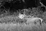 jeleń szlachetny, europejski, Cervus elaphus elaphus jeleń karpacki, rykowisko, Bieszczady, ryczący byk