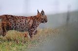 młody ryś, Lynx lynx