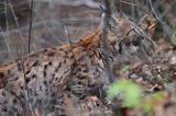 młody ryś, Lynx lynx