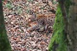 młody ryś, Lynx lynx