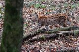 młody ryś, Lynx lynx