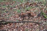 młody ryś, Lynx lynx