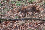 młody ryś, Lynx lynx