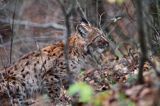 młody ryś, Lynx lynx