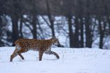 Ryś, Lynx lynx