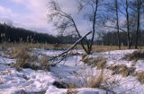 nad rzeczką Leśną w Puszczy Białowieskiej