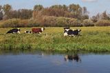 rzeka Noteć, krowy na nadnoteckiej łące