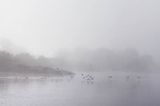 rzeka Wisła, Zespół Parków Krajobrazowych Chełmińskiego i Nadwiślańskiego, we mgle