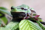 rzekotka drzewna, Hyla arborea