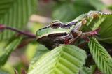 rzekotka drzewna, Hyla arborea