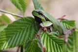 rzekotka drzewna, Hyla arborea