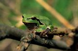 Rzekotka drzewna, Hyla arborea