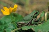 Rzekotka drzewna, Hyla arborea