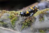 Salamandra plamista, jaszczur plamisty, jaszczur ognisty Salamandra salamandra