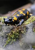 Salamandra plamista, jaszczur plamisty, jaszczur ognisty Salamandra salamandra