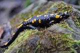 Salamandra plamista, jaszczur plamisty, jaszczur ognisty Salamandra salamandra