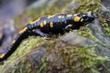 Salamandra plamista, jaszczur plamisty, jaszczur ognisty Salamandra salamandra