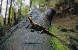 Salamandra plamista Salamandra salamandra)