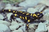 salamandra plamista Salamandra salamandra)