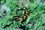 Salamandra plamista Salamandra salamandra))
