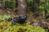 Salamandra plamista, jaszczur plamisty, jaszczur ognisty Salamandra salamandra