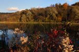 nad rzeką San koło wsi Niewistka, Pogórze Dynowskie, Trzmielina pospolita, zwyczajna, Euonymus europaeus