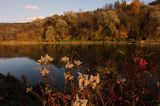 nad rzeką San koło wsi Niewistka, Pogórze Dynowskie, Trzmielina pospolita, zwyczajna, Euonymus europaeus