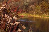 nad rzeką San koło wsi Niewistka, Pogórze Dynowskie, Trzmielina pospolita, zwyczajna, Euonymus europaeus