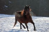 tańczący ogier, Saracen, stadnina koni huculskich Tabun, Bieszczady