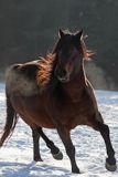 tańczący ogier, Saracen, stadnina koni huculskich Tabun, Bieszczady