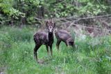 kozioł i sarna, Sarna, sarna europejska, Capreolus capreolus