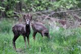 kozioł i sarna, Sarna, sarna europejska, Capreolus capreolus