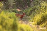 Sarna, sarna europejska, Capreolus capreolus