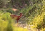 Sarna, sarna europejska, Capreolus capreolus